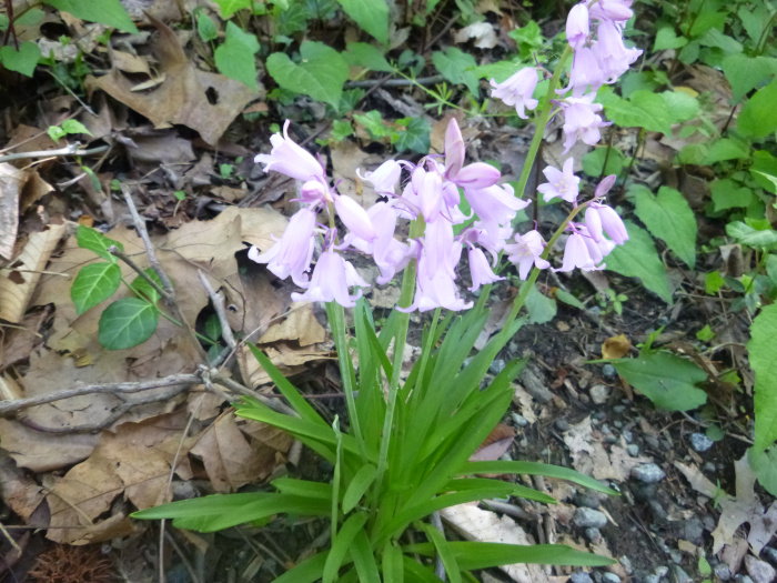 20140503-170132-James-River-NJ0293.JPG