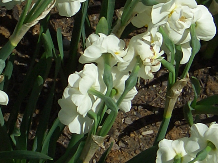20040424-111200-Longwood-Gardens-CR0138.JPG