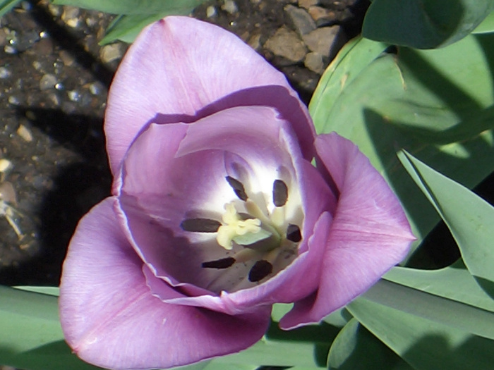 20040424-111656-Longwood-Gardens-CR0139.JPG