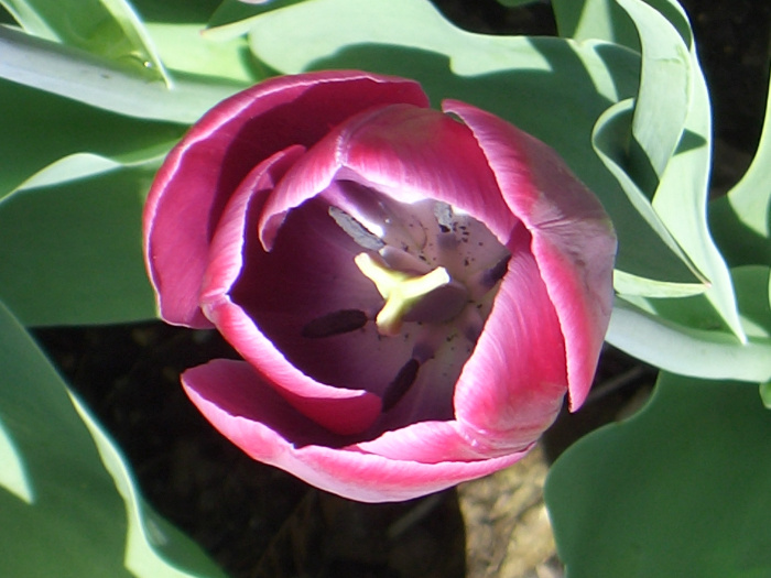 20040424-111726-Longwood-Gardens-CR0140.JPG