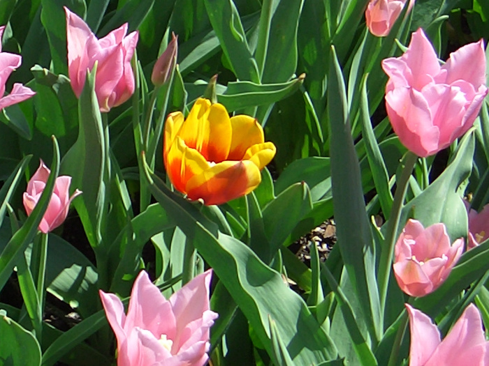 20040424-111956-Longwood-Gardens-CR0142.JPG