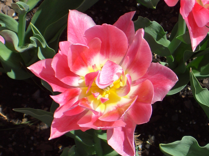 20040424-112102-Longwood-Gardens-CR0144.JPG