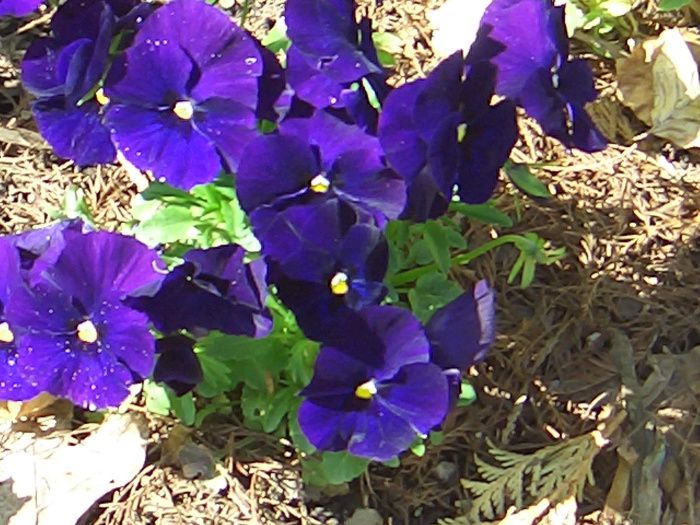 20040424-122242-Longwood-Gardens-CR0167.JPG