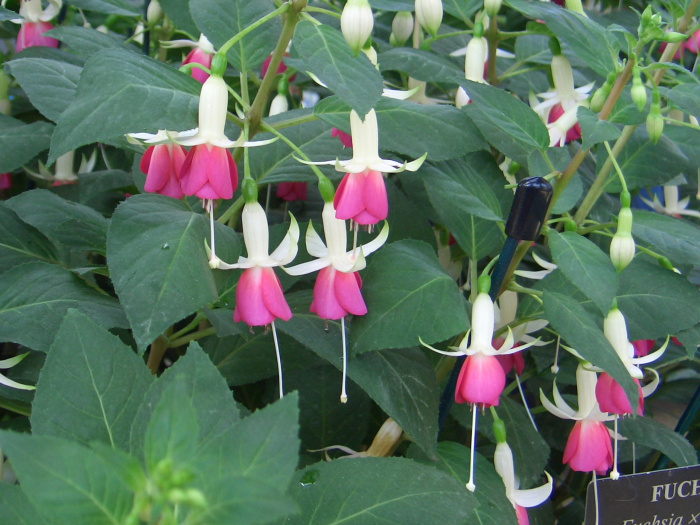 20040424-124846-Longwood-Gardens-CR0177.JPG