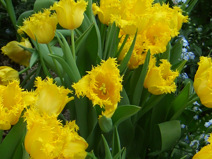20040424-125008-Longwood-Gardens-CR0179.JPG