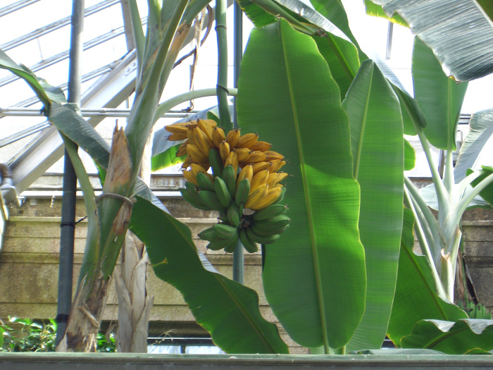 20040424-125234-Longwood-Gardens-CR0180.JPG
