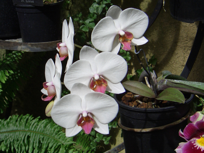 20040424-125330-Longwood-Gardens-CR0183.JPG