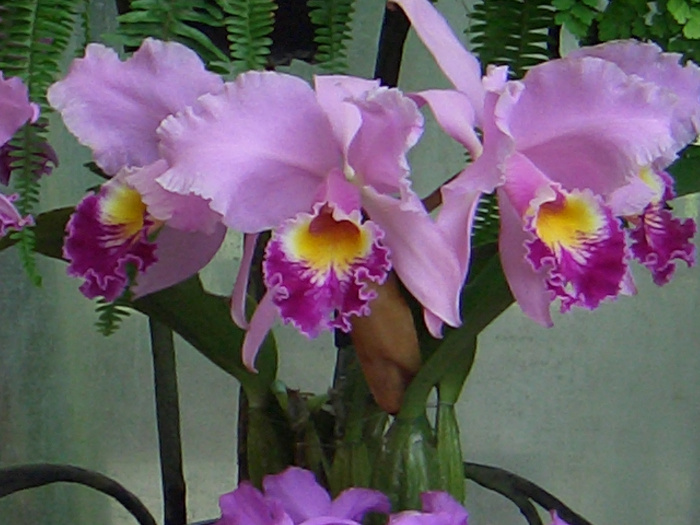 20040424-125356-Longwood-Gardens-CR0184.JPG