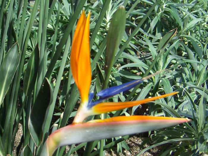 20040424-125854-Longwood-Gardens-CR0188.JPG