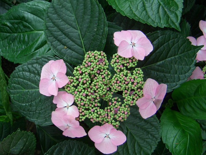 20040424-130404-Longwood-Gardens-CR0194.JPG