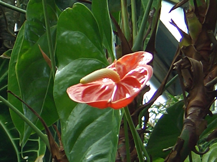 20040424-131456-Longwood-Gardens-CR0198.JPG