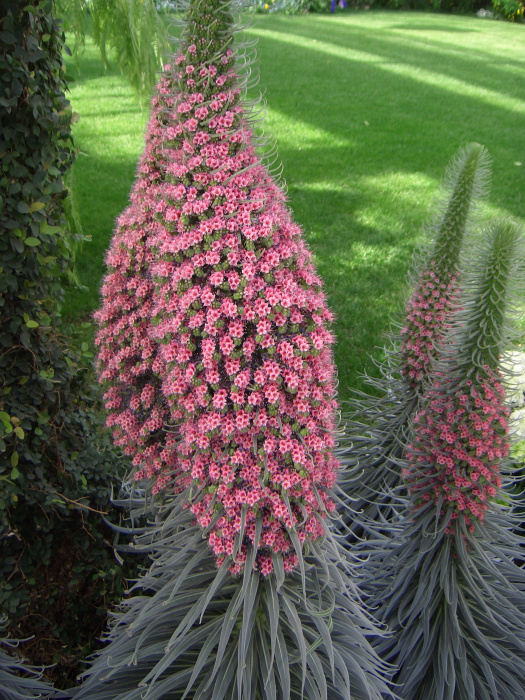 20040424-132154-Longwood-Gardens-CR0201.JPG