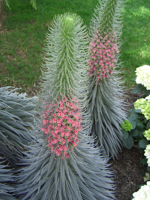 20040424-132204-Longwood-Gardens-CR0202.JPG