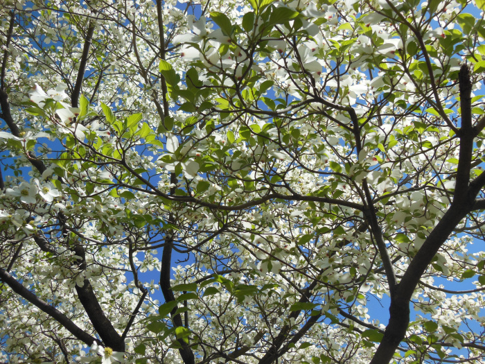 20140417-101240-Richmond-Monument-Avenue-N5826.JPG