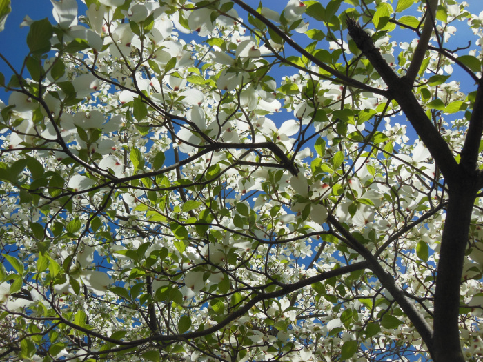 20140417-101244-Richmond-Monument-Avenue-N5827.JPG