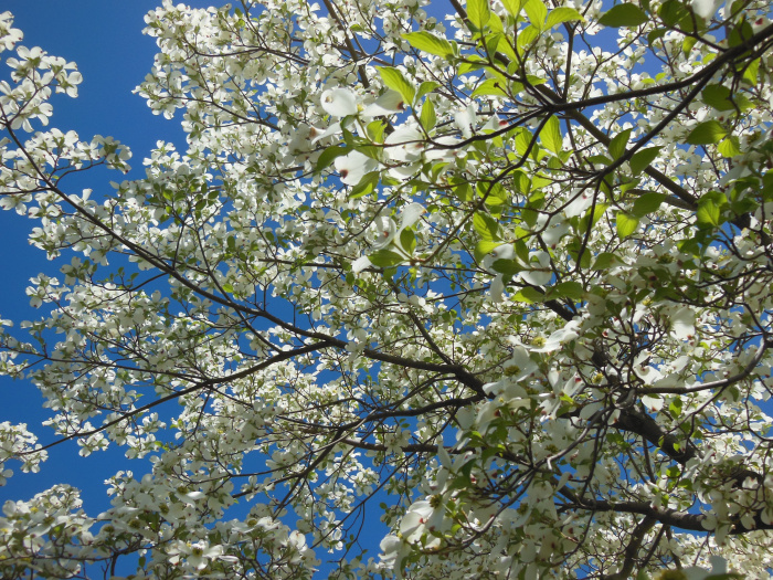 20140417-101248-Richmond-Monument-Avenue-N5828.JPG