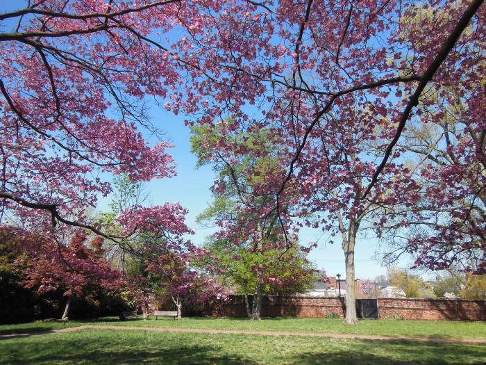 20140417-102616-Richmond-Monument-Avenue-N5855.JPG