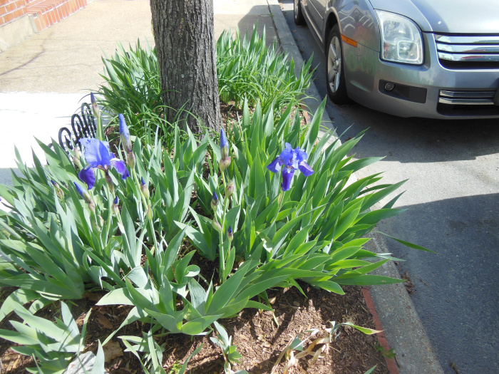 20140418-095508-Richmond-Monument-Avenue-N5925.JPG