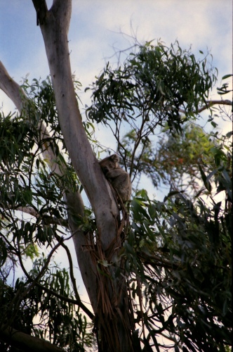 AU121-29r.jpg
