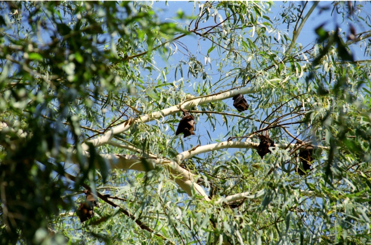 AU105-21.jpg