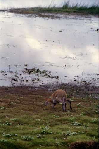 AU112-03r.jpg