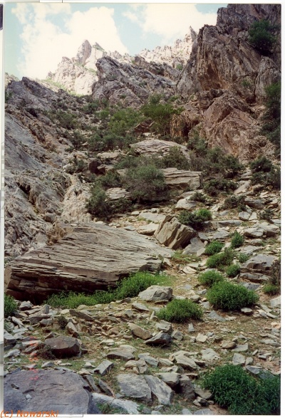 19960710-ningxia-holan-08-green10.jpg