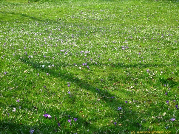 20120323-151748-Baden-Baden-2714.jpg