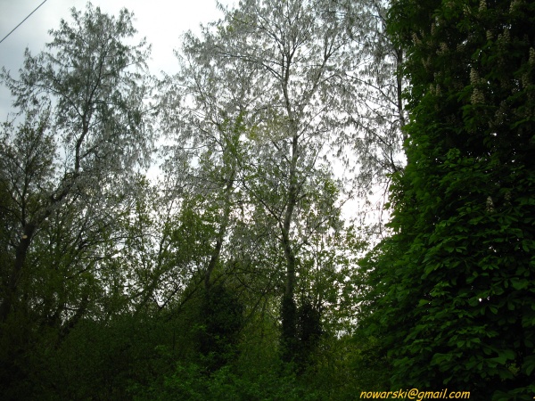 20090430-173136-bonn-liege-0919-s.jpg