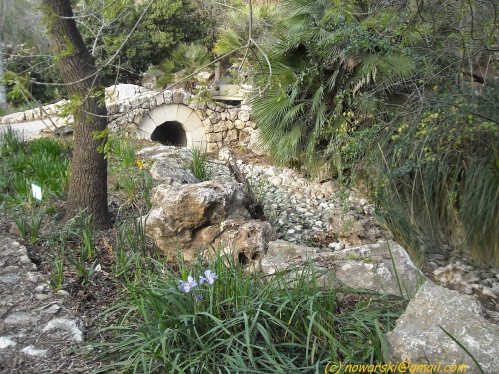 20090215-162618N0100-jerusalem-university-botanic-garden.jpg