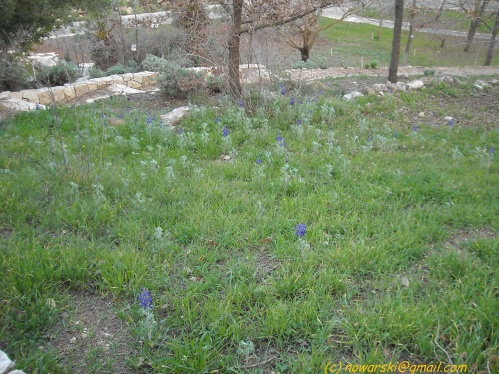 20090215-163328N0103-jerusalem-university-botanic-garden.jpg