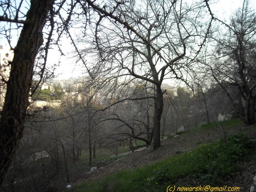 20090215-163416N0104-jerusalem-university-botanic-garden.jpg
