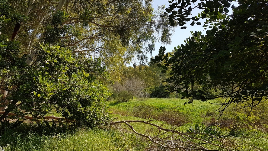 20260221-112937-RoshHaAin_Forest-S7.jpg