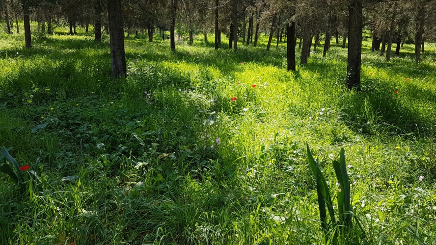 20260221-115815-RoshHaAin_Forest-S7.jpg