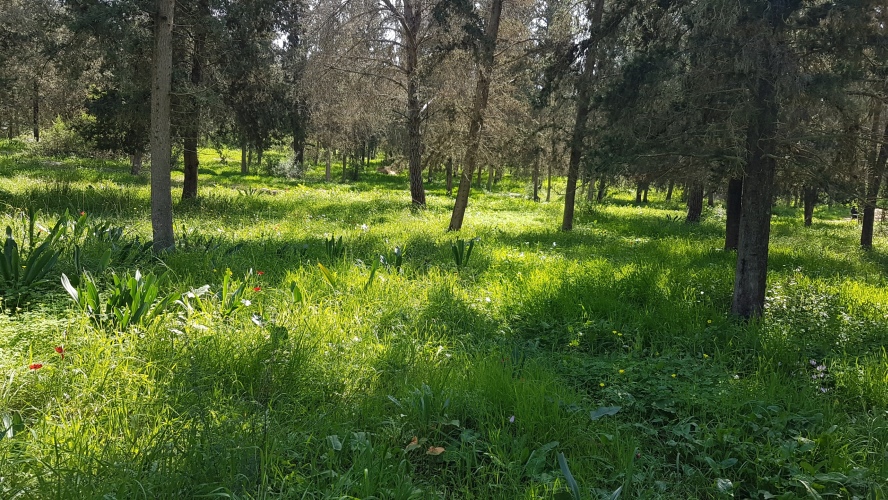 20260221-115822-RoshHaAin_Forest-S7.jpg