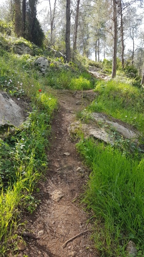 20260221-121100-RoshHaAin_Forest-S7.jpg
