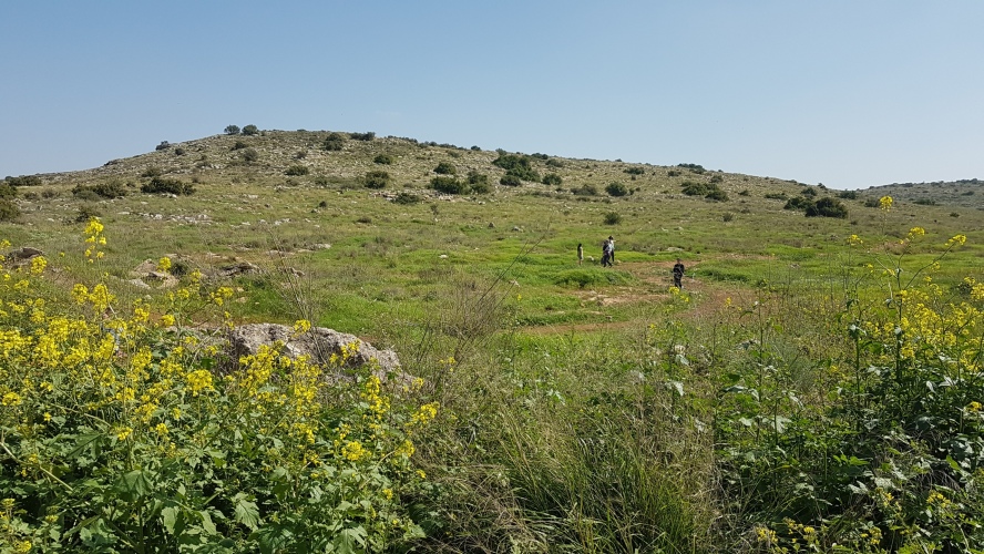 20260221-122657-RoshHaAin_Forest-S7.jpg
