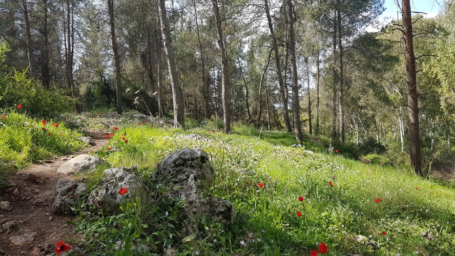 20260221-124156-RoshHaAin_Forest-S7.jpg