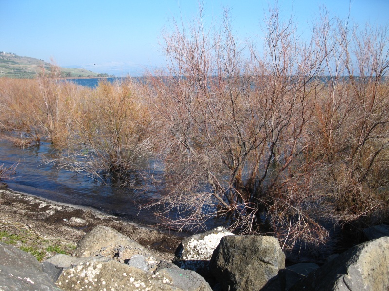 20140212-093200-Zemach-Kineret-C0429.jpg