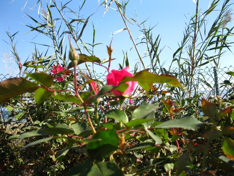 20140212-095734-Zemach-Kineret-C0442.jpg