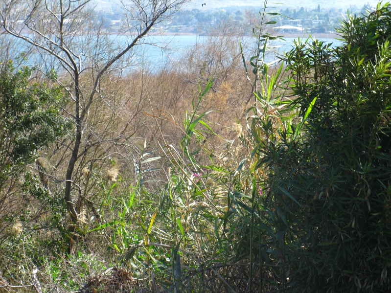 20140212-100056-Zemach-Kineret-C0448.jpg