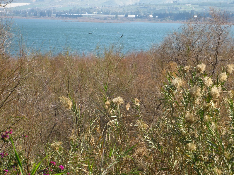 20140212-100112-Zemach-Kineret-C0449.jpg