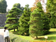 Tokyo Chiyoda-ku Marunouchi Imperial Park.jpg