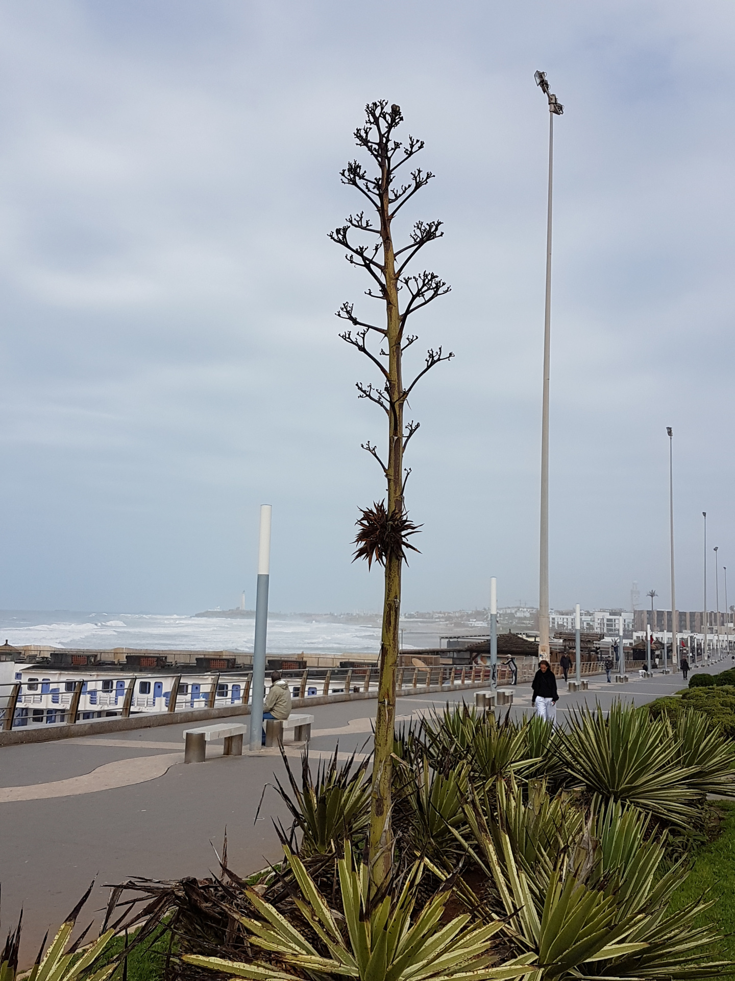 20180315-143558-Atlanic_Promenade-Casablanca-SJ-r.jpg