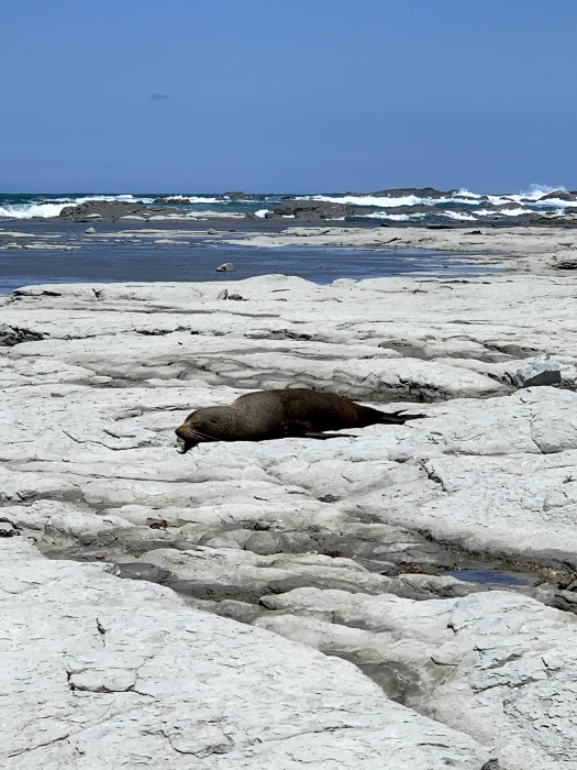 20191221-124100-Kaikoura-iG3623.jpg