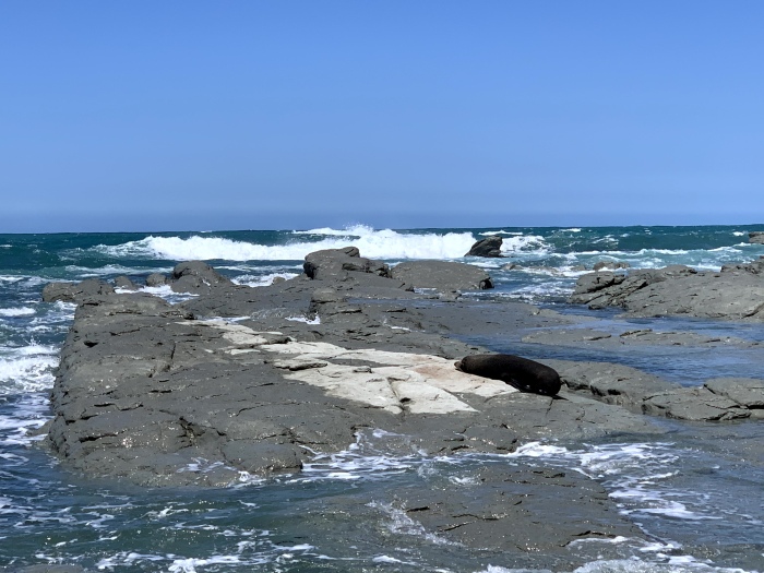 20191221-125000-Kaikoura-iG3633.jpg