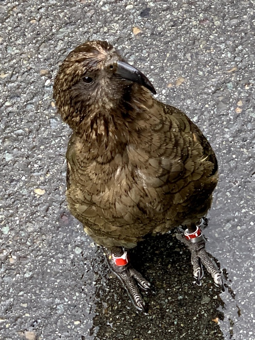 20191226-120400-near-Homer-Tunnel-iG3808.jpg