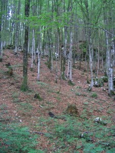bohini-20050722-4700.jpg