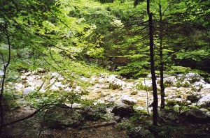 sava-bohinjska-river-20050722-0970009.jpg