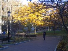 foliage-in-philadelphia-20041109-2038.jpg