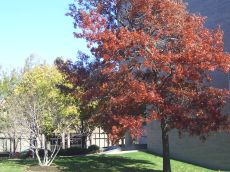 foliage-in-philadelphia-20041113-2176.jpg